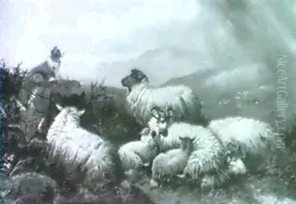 Sheep In The Highlands Oil Painting by John W. Morris