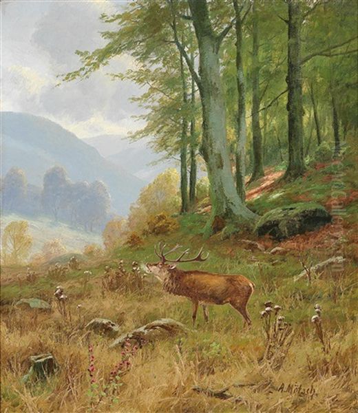 Bellowing Stag In A Woodland Clearing Oil Painting by August Moetsch