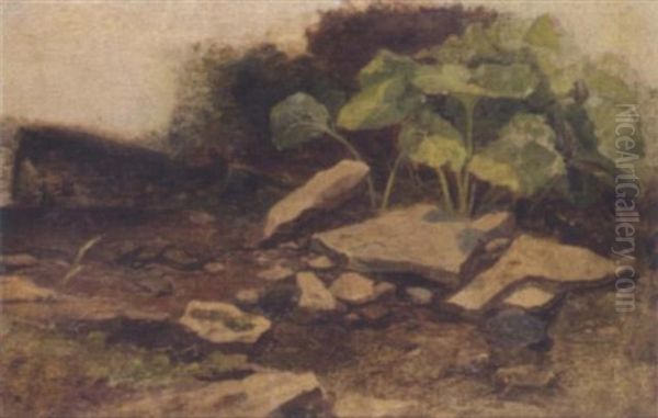 Study Of Plants And Rocks Oil Painting by William James Mueller