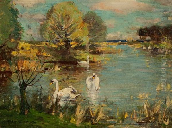 Swans On A Pond Oil Painting by David Murray