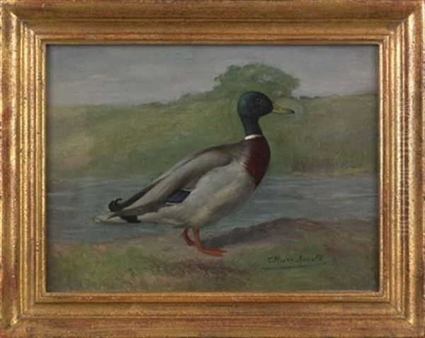 Of A Mallard Drake Oil Painting by Gustav Muss-Arnolt