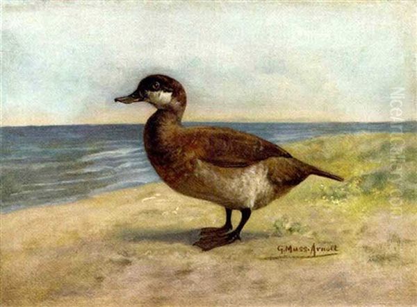 Ruddy Duck Oil Painting by Gustav Muss-Arnolt