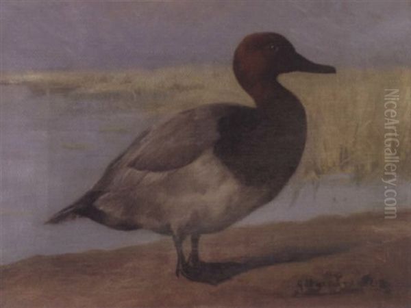 Redhead Duck Oil Painting by Gustav Muss-Arnolt