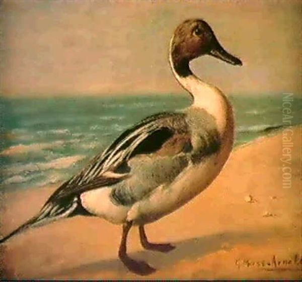 Pintail Oil Painting by Gustav Muss-Arnolt