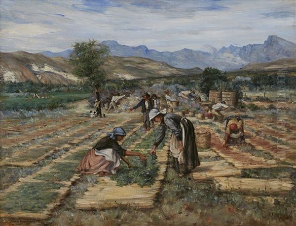 Drying Fruit Oil Painting by Pieter Hugo Naude