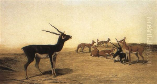 Herd Of Indian Blackbuck Oil Painting by John Trivett Nettleship