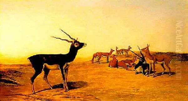 Herd Of Indian Blackbuck Oil Painting by John Trivett Nettleship