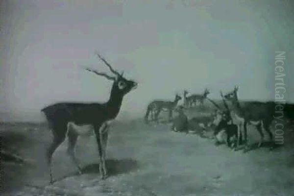 Indian Blackbuck - Antilope Cerviapra Oil Painting by John Trivett Nettleship