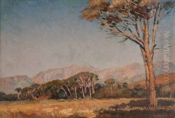 Landscape With Stone Pines, Franschoek Oil Painting by Frans David Oerder