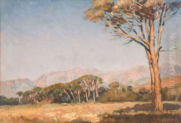 Cape Landscape With Stone Pines Oil Painting by Frans David Oerder