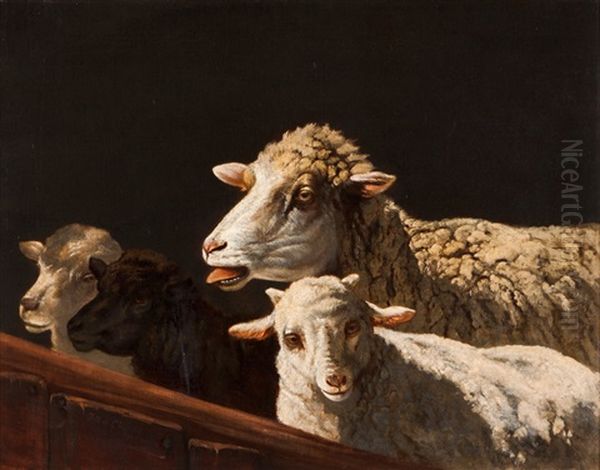 Sheep Oil Painting by Joao-Marques de Oliveira