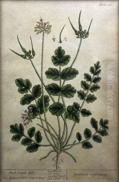 A Curious Herbal Oil Painting by Elizabeth Blackwell