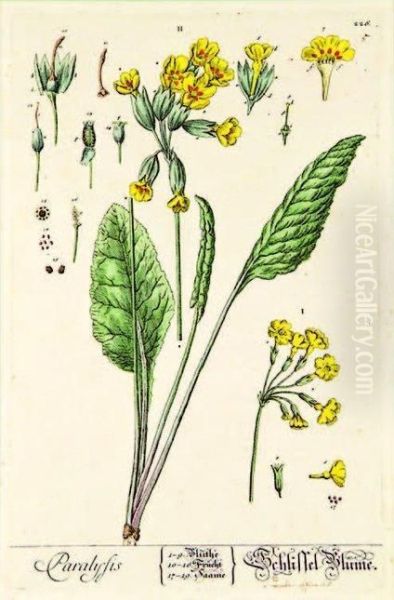 Artinita Cyclamen, Tusfilago Farfara -colt's Foot, Paralysis - Cowslip Oil Painting by Elizabeth Blackwell