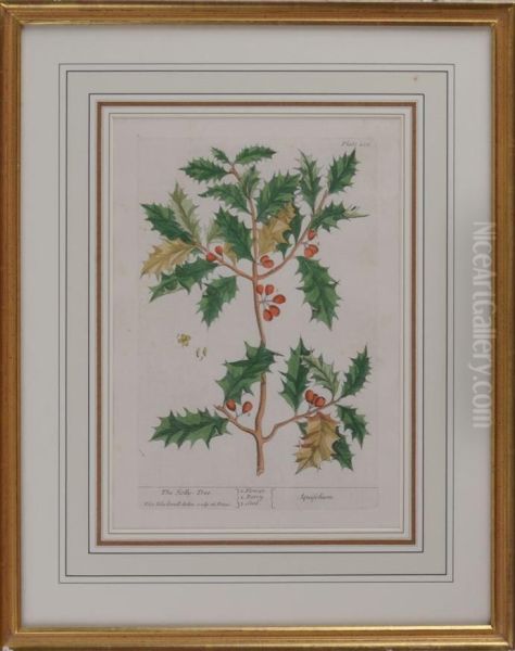 The Holly Tree Oil Painting by Elizabeth Blackwell