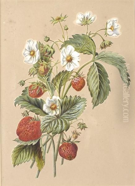 Study Of Strawberries Oil Painting by Fanny Blake