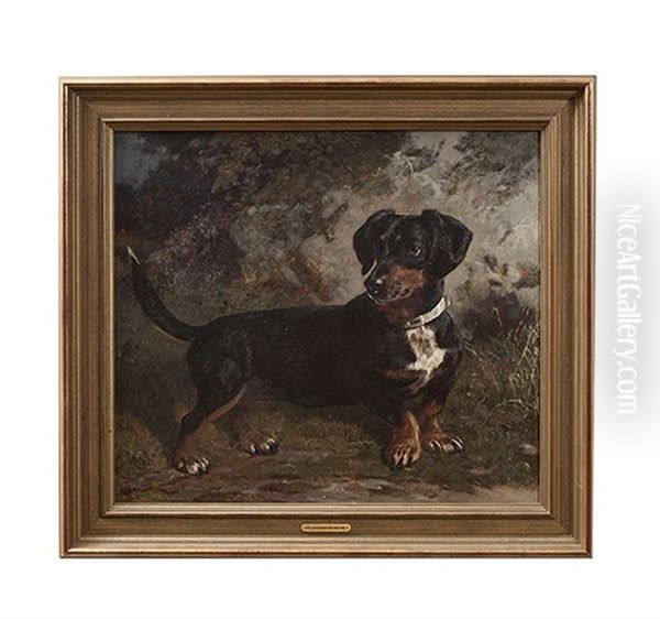 Study Of A Dachshund Oil Painting by William Osborne