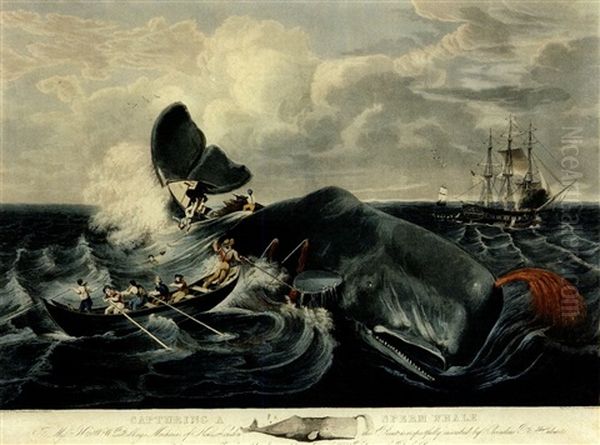 Capturing A Sperm Whale (from A Sketch By C.b. Hulsart) Oil Painting by William Page