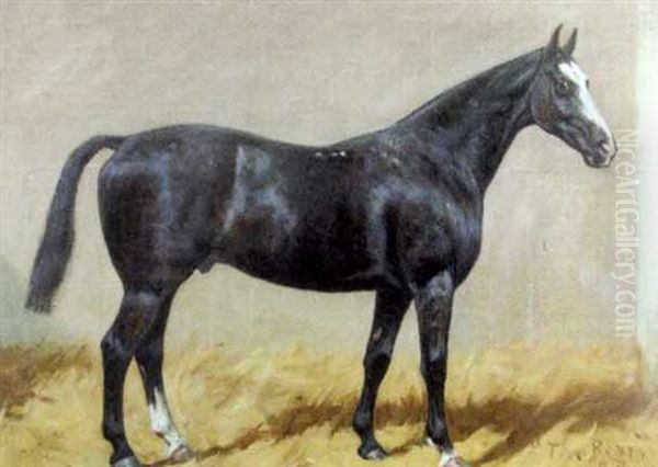 The Beny, A Dark Bay Hunter With A White Blaze In A Stable Oil Painting by George Paice