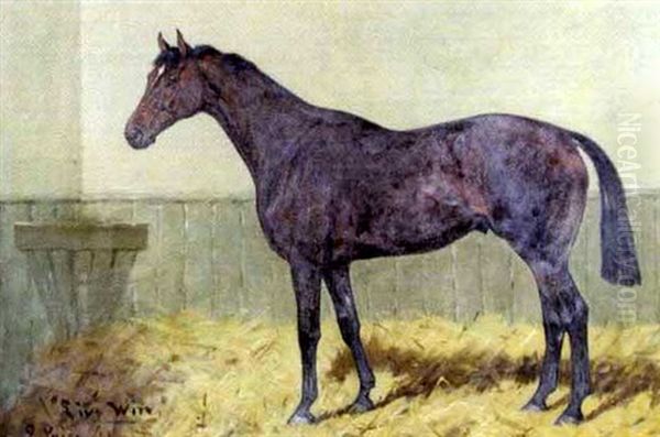 Live Wire, A Bay Hunter In A Stable Oil Painting by George Paice