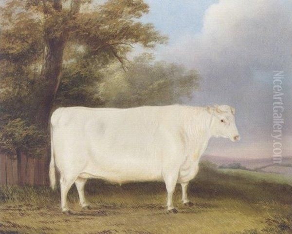 A Prize Shorthorn Heifer In A Landscape Oil Painting by James Blazedy