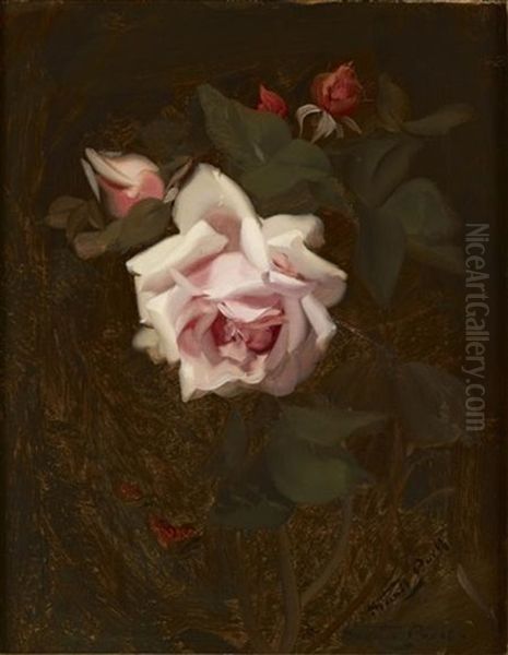 Pink Rose by Stuart James Park