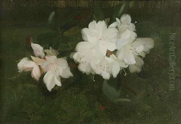 White Rhododendrons Oil Painting by Stuart James Park