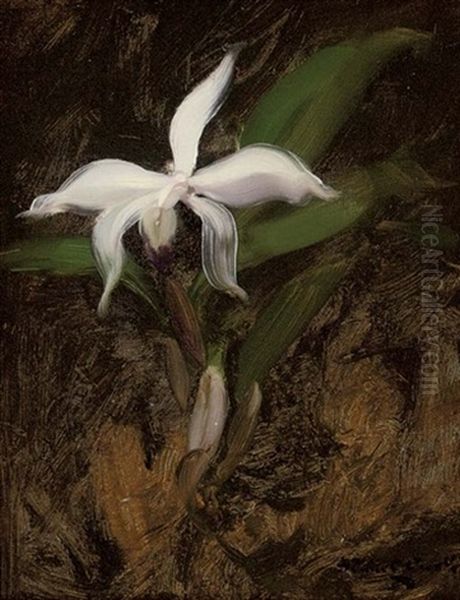 White Lily Oil Painting by Stuart James Park