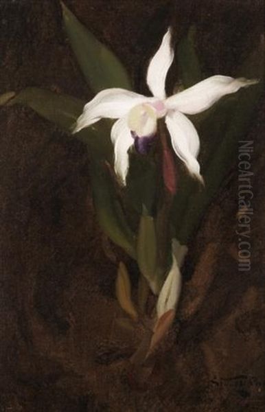 Still Life With An Orchid Oil Painting by Stuart James Park