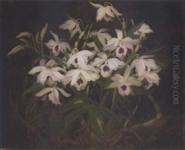 Dendrobium Orchids Oil Painting by Stuart James Park