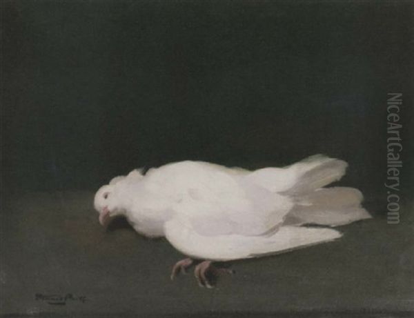 A Dove Oil Painting by Stuart James Park