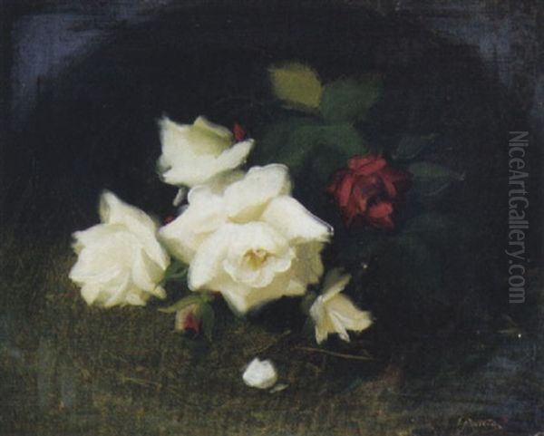 White And Red Roses Oil Painting by Stuart James Park