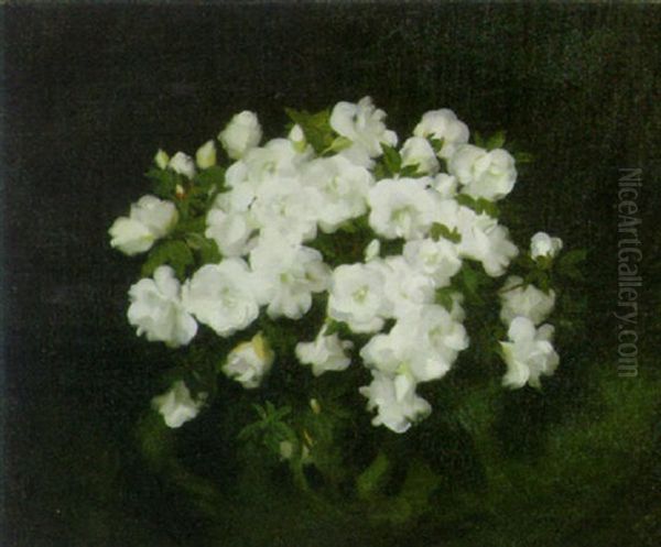 Camelias Oil Painting by Stuart James Park