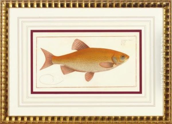 Ichthyologie, Ou Histoire Naturelle, Generale Et Particulaire De Poissons: Four Plates Oil Painting by Marcus Elieser Bloch