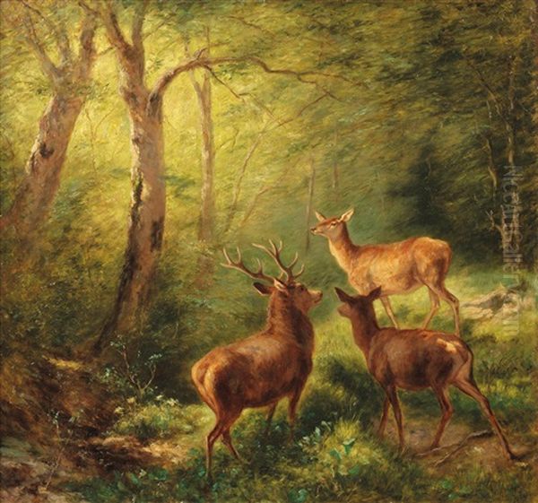 Rotwild In Sonniger Waldlichtung Oil Painting by Franz Xaver von Pausinger