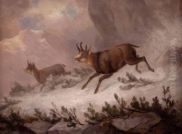 Zwei Gamsen Im Hochgebirge Oil Painting by Franz Xaver von Pausinger