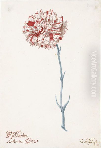 A Carnation: 'hollandia Liberata' Oil Painting by Zacharias Blyhooft