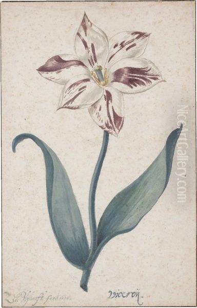 A Tulip: 'viceroy' Oil Painting by Zacharias Blyhooft