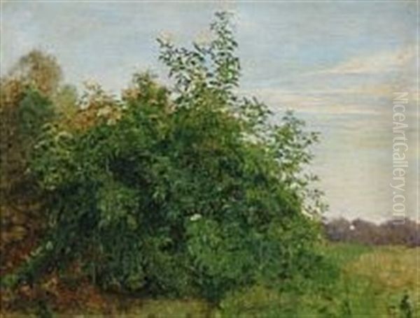 A Brake With Flowering Elderflowers Oil Painting by Edvard Frederik Petersen