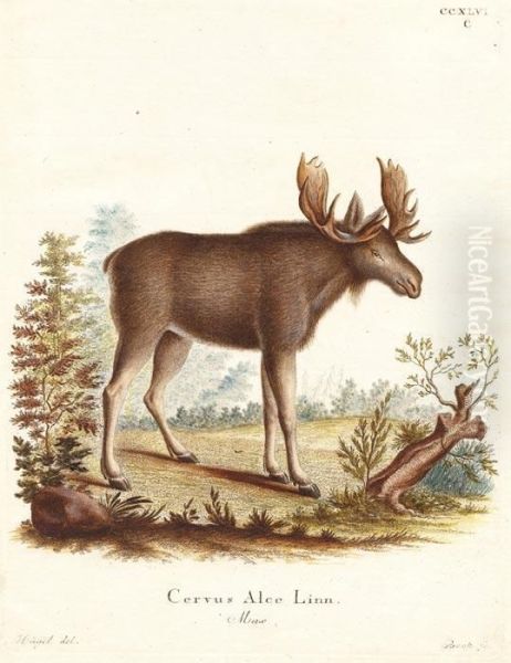 Cervus Alce Linnensae Oil Painting by Johann Carl Bock