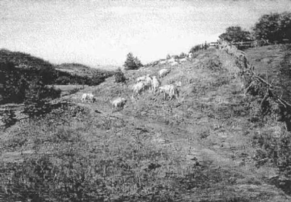 Sheep On The Hillside Oil Painting by William Preston Phelps