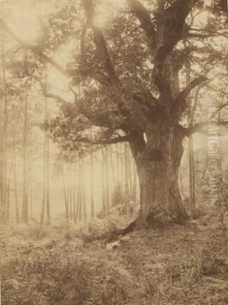 Foret De Fontainebleau, Etude D'arbre Oil Painting by Charles Bodmer