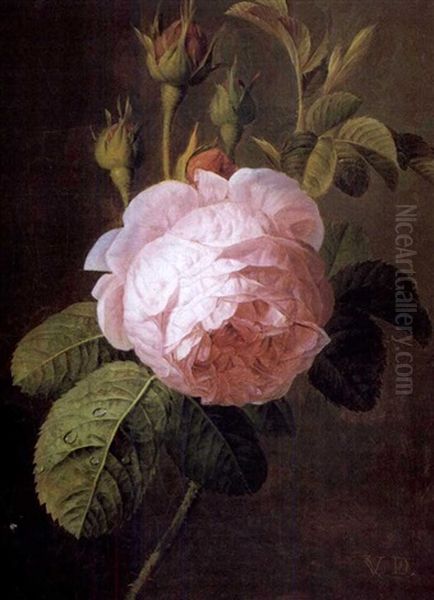 Etude De Rose Oil Painting by Christiaen van Pol