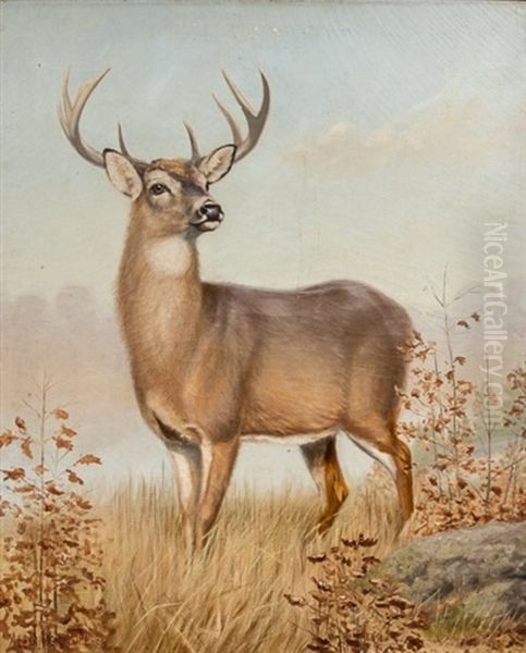 White-tailed Deer Oil Painting by Alexander Pope