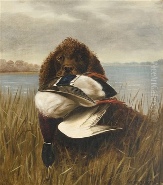 The Water Spaniel Oil Painting by Alexander Pope