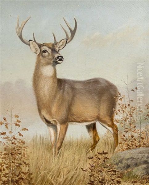 White-tailed Deer Oil Painting by Alexander Pope