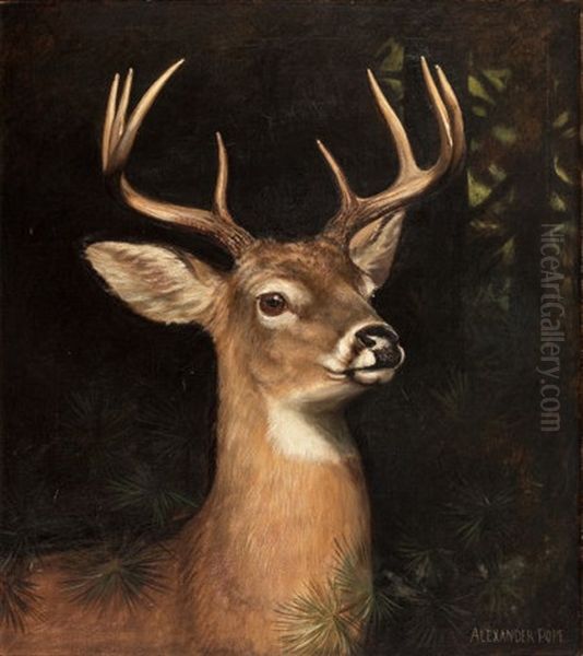 Buck In The Forest Oil Painting by Alexander Pope