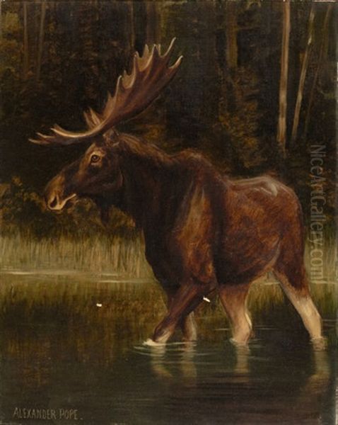 Moose Oil Painting by Alexander Pope