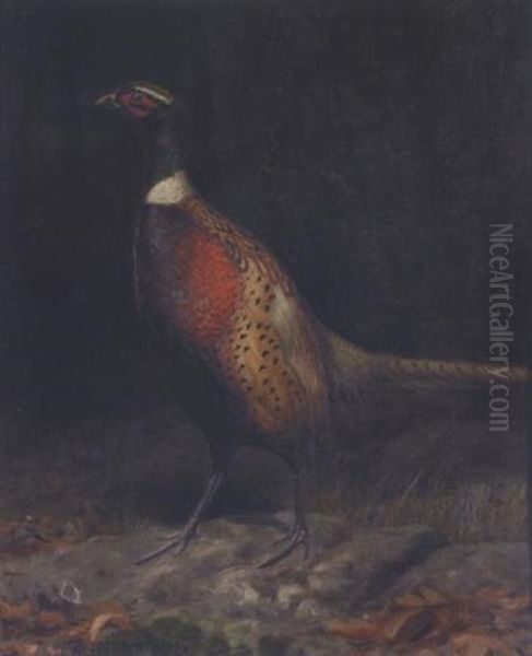 A Pheasant In A Forest Interior Oil Painting by Alexander Pope