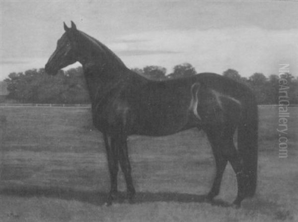 Black Stallion Oil Painting by Alexander Pope