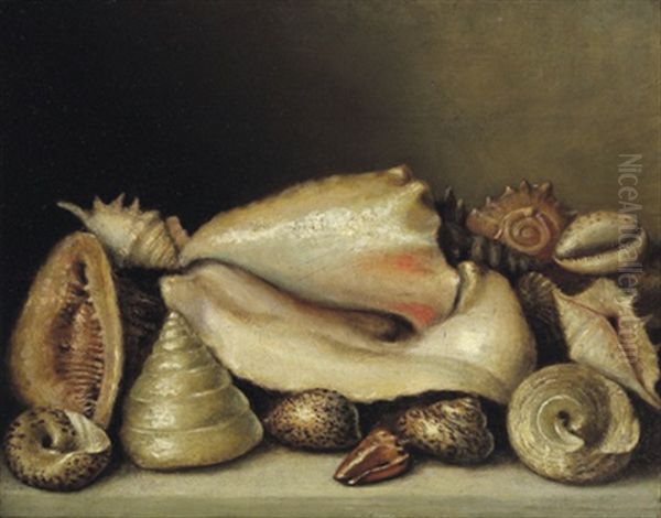 Natura Morta Con Conchiglie: Stillleben Mit Muscheln Oil Painting by Paolo Porpora